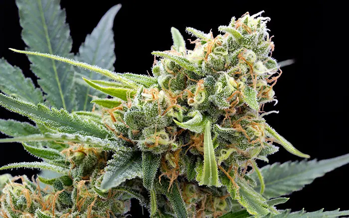 Critical