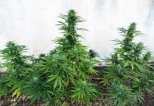 Presidente de Costa Rica pone en jaque la legalización de cannabis medicinal Consejos para el cultivo exterior de marihuana