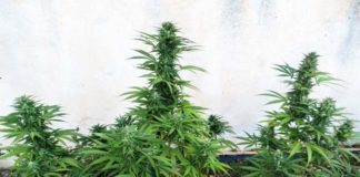 Consejos para el cultivo exterior de marihuana
