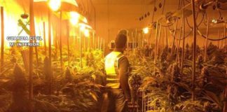 Seis detenidos por cultivar marihuana en una antigua nave de champiñones