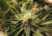 Algunos conceptos y anotaciones sobre machos y hembras de marihuana Algunos conceptos y anotaciones sobre machos y hembras de marihuana