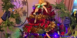 Detenidos por tener una planta de marihuana como árbol de Navidad