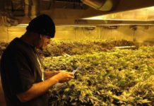 El Gobierno holandés aprueba un programa piloto de cultivo público de cannabis El Gobierno holandés aprueba un programa piloto de cultivo público de cannabis