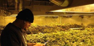 ¿Por qué nadie quiere sembrar marihuana para la DEA?