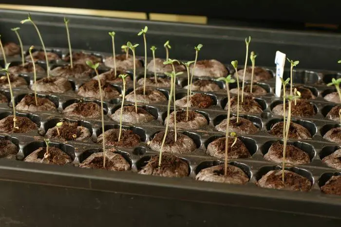 La elaboración de semillero como se observa en la foto no es una práctica común en la cannabiscultura española. En general los cultivadores tienden a realizar siembras directas en macetas grandes y con sustratos poco adecuados, esto puede generar enormes bajas.