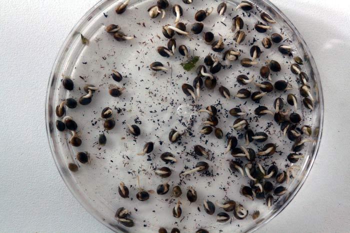 En la foto unas semillas de cannabis germinadas en menos de 24 horas con la t&eacute;cnica avanzada de germinaci&oacute;n aqu&iacute; explicada. F&iacute;jense en el porcentaje de germinaci&oacute;n, &iexcl;todo un R&eacute;cord Guinnes!