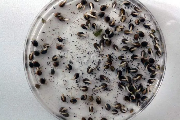 En la foto unas semillas de cannabis germinadas en menos de 24 horas con la t&eacute;cnica avanzada de germinaci&oacute;n aqu&iacute; explicada. F&iacute;jense en el porcentaje de germinaci&oacute;n, &iexcl;todo un R&eacute;cord Guinnes!