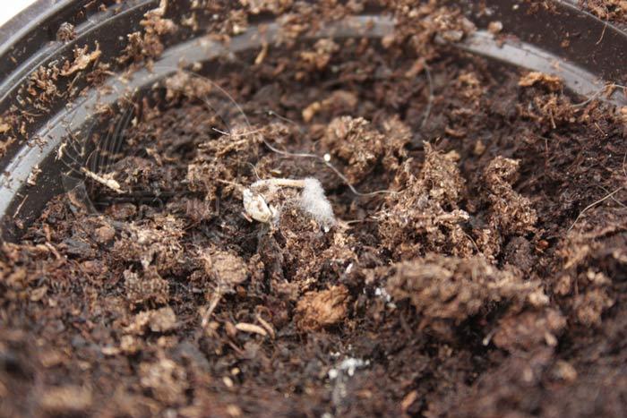Como hemos visto las bajas en los semilleros pueden tener orígenes bióticos como en la foto, o abióticos. En ambos casos el resultado es la muerte del embrión.