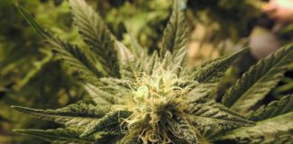 marijuana 1281542 960 720