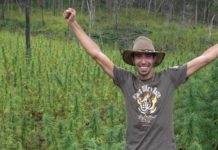 Cannabis en Malawi: las grandes esperanzas de los agricultores no se materializan Franco en Malawi
