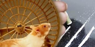 hamster