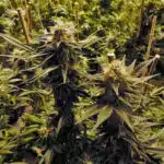 Cómo camuflar el olor de un cultivo de cannabis Cómo camuflar el olor de un cultivo de cannabis