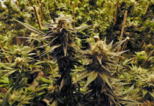 La absolución de un acusado con 222 plantas ahonda la diferencia de criterios de los jueces con el cannabis La absolución de un acusado con 222 plantas ahonda la diferencia de criterios de los jueces con el cannabis