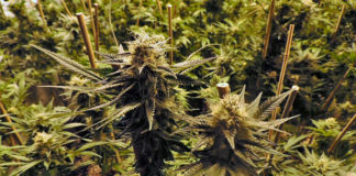 La absolución de un acusado con 222 plantas ahonda la diferencia de criterios de los jueces con el cannabis