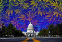 Dos leyes estatales que entrar&aacute;n en vigor pronto modificar&aacute;n la regulaci&oacute;n de la industria del cannabis de Washington
