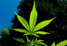 Claves sobre la legalización del cannabis Claves sobre la legalización del cannabis