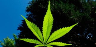 Reino Unido: El ensayo con cannabis medicinal incluirá a 20.000 pacientes