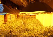 El aumento de plantaciones de marihuana obliga a Interior a comprar 22 trituradoras más Plantas halladas por la Policía Nacional
