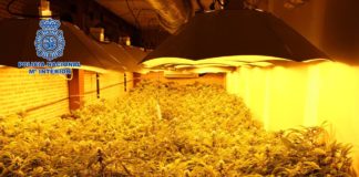 Plantas halladas por la Policía Nacional