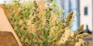 Por 400 dólaresâ¦ expresan su amor con ramo de marihuana