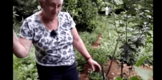 La reacción de dos mujeres al encontrar plantas de marihuana en su jardín se hace viral La reacción de dos mujeres al encontrar plantas de marihuana en su jardín se hace viral
