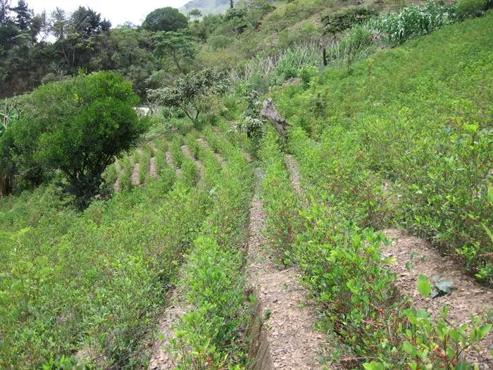 plantacion de coca