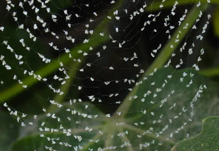 Control biologico Mosca Blanca