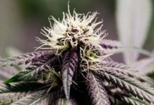 Condenado el directivo de un club de cannabis que tenía un cultivo en su casa Condenado el directivo de un club de cannabis que tenía un cultivo en su casa