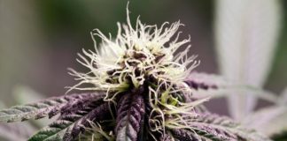 Condenado el directivo de un club de cannabis que tenía un cultivo en su casa