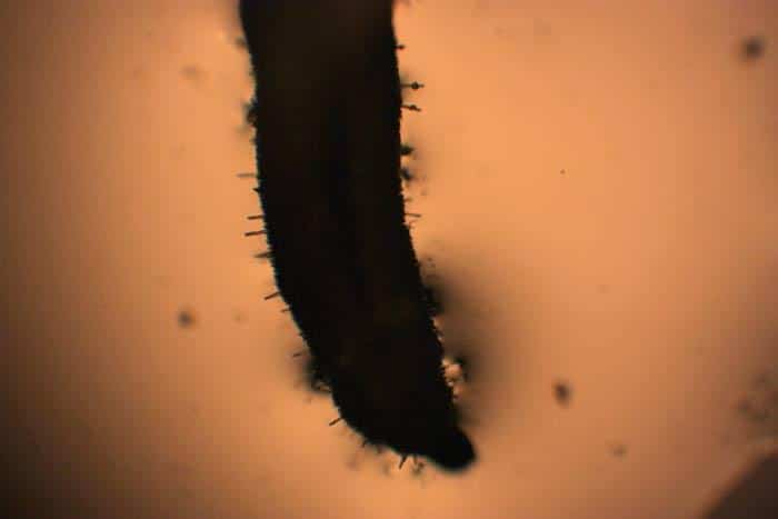 Larva de mosca del mantillo infectada por un hongo entomopatógeno. El cuerpo muestro del insecto está recubierto por el micelio, los “palitos” emergentes son los soportes de las esporas (conidióforos)
