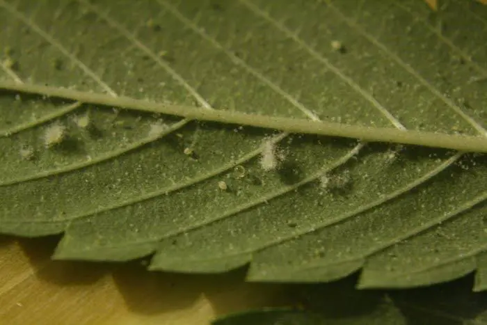 Entomopat&oacute;geno infectando a una colonia de moscas blancas.