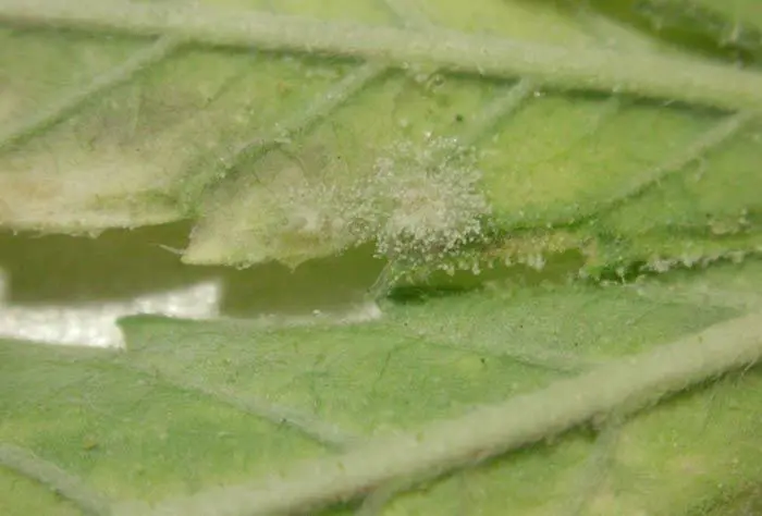 Pupa de mosca blanca infectada por un hongo entomopat&oacute;genos. Obs&eacute;rvese la enorme esporulaci&oacute;n sobre el cuerpo muerto que no se observa a simple vista.
