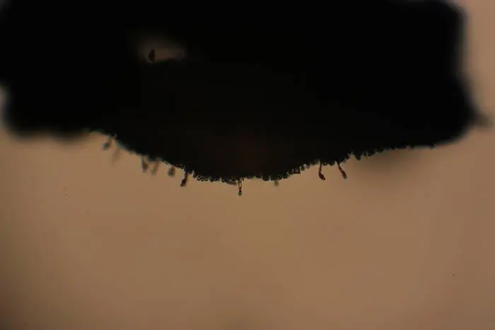 Esporulaci&oacute;n final de un hongo entomopat&oacute;geno sobre el cuerpo muerto de un insecto.
