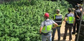 Las comunidades presionan al Gobierno para regular el uso del cannabis