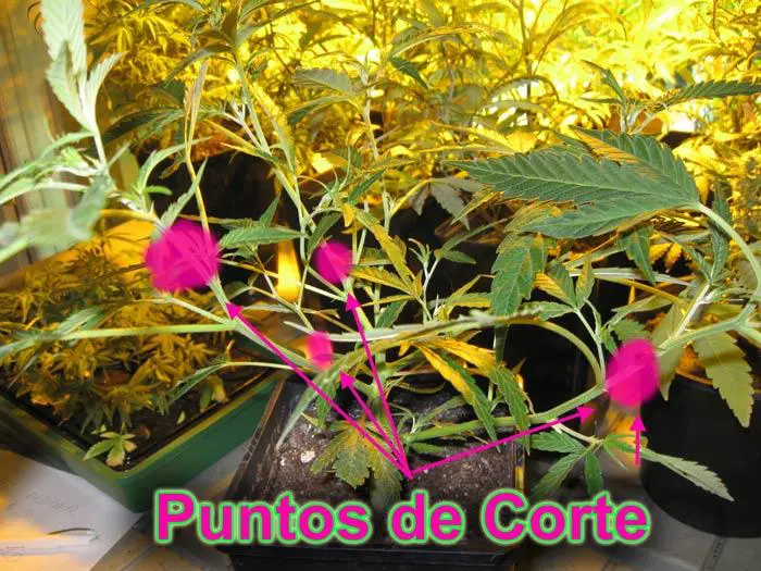 Puntos de corte