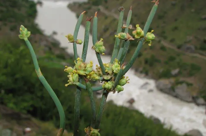 Ephedra gerardiana