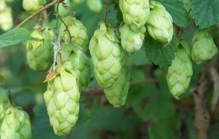 Humulus lupulus