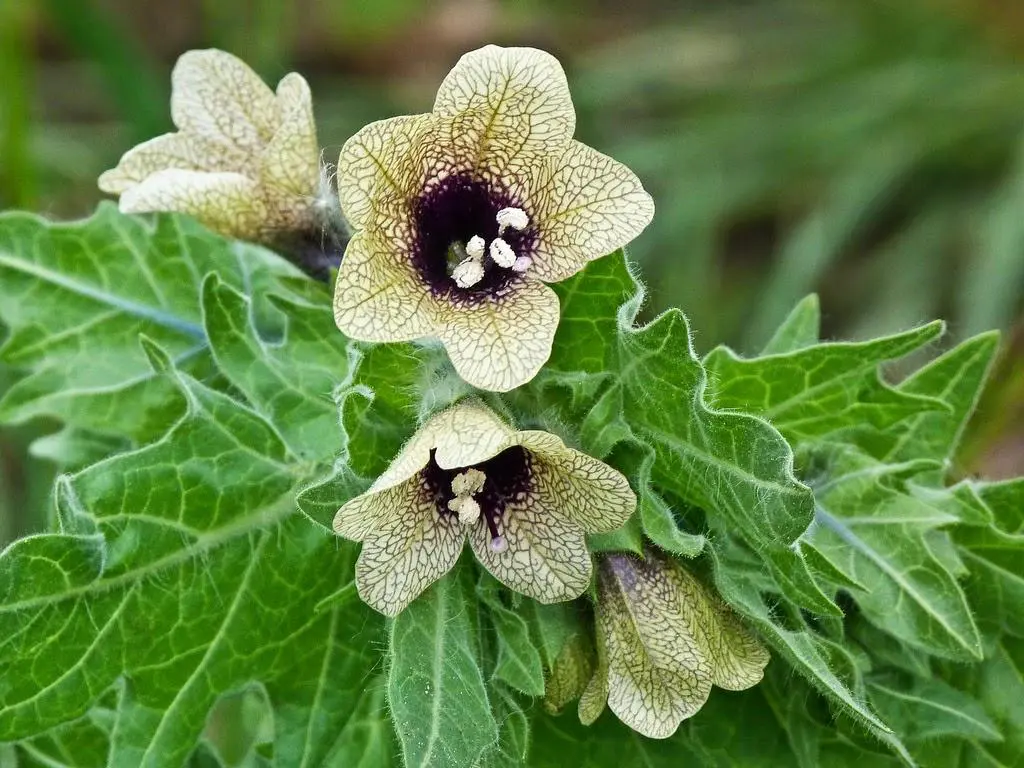 Hyoscyamus niger