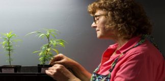 Jubiladas y vendedoras de marihuana