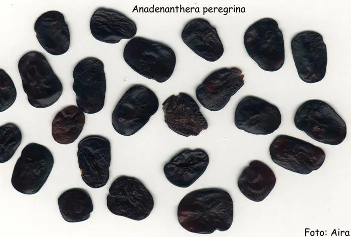 A peregrina