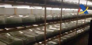 (Video) Detectada una superplantación de 135.400 plantas de marihuana en un polígono de Canovelles