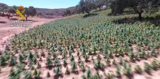 Plantas marihuana descubiertas Guardia Civil