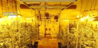 plantacion incauta toledo