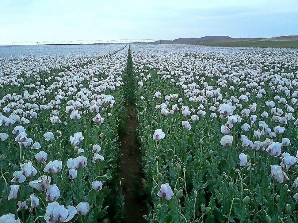 Plantación de opio en Valladolid