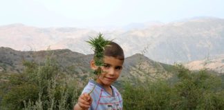 Terrorismo, hashish y malas campañas