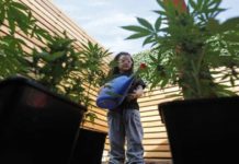 Mamá Cultiva reclama despenalizar el cultivo casero de cannabis mama cultiva chile