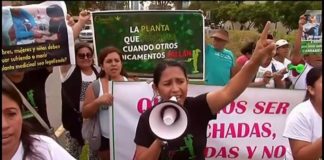 Perú se suma a la corriente para legalizar la marihuana Perú se suma a la corriente para legalizar la marihuana