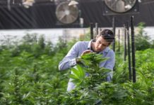 El Gobierno da otra licencia para producir cannabis medicinal para exportar pero no permite su uso en España Uno de los técnicos de la mega planta de cannabis que ocupa más de 90.000 metros cuadrados