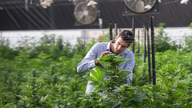 Uno de los técnicos de la mega planta de cannabis que ocupa más de 90.000 metros cuadrados