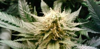 Colectivo pide que se autorice uso de cannabis con fines medicinales en Perú